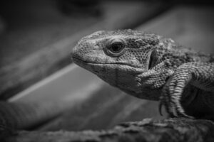 アフィリエイトの法人化によるメリットとは？